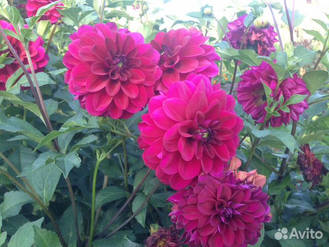 Георгины многолетние кусты