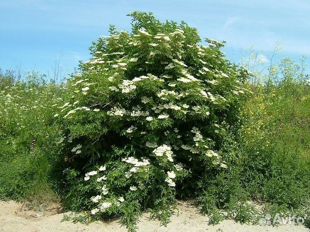 Бузина черная