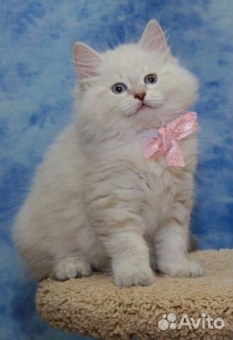 Невские маскарадные котята