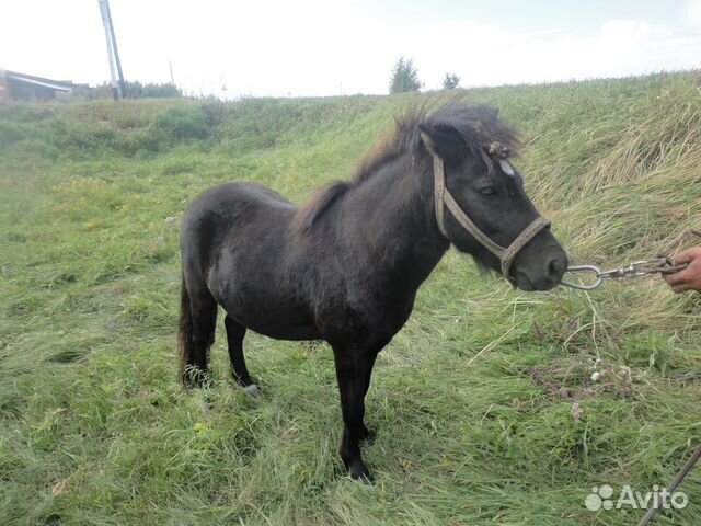 Продам Шетлендских пони и сани купить на Зозу.ру - фотография № 4