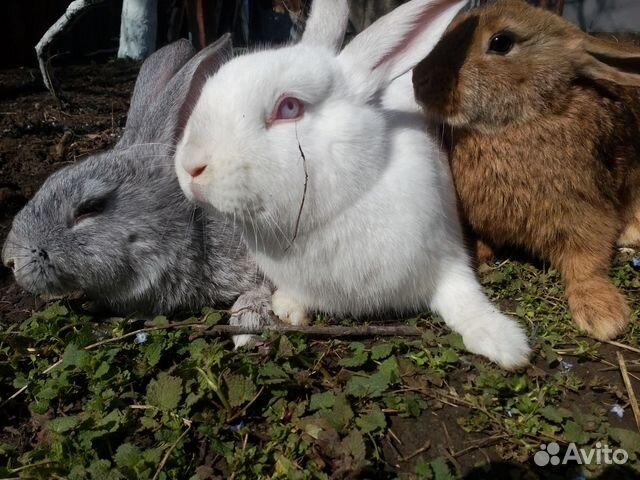 Кролики, мясных пород купить на Зозу.ру - фотография № 2
