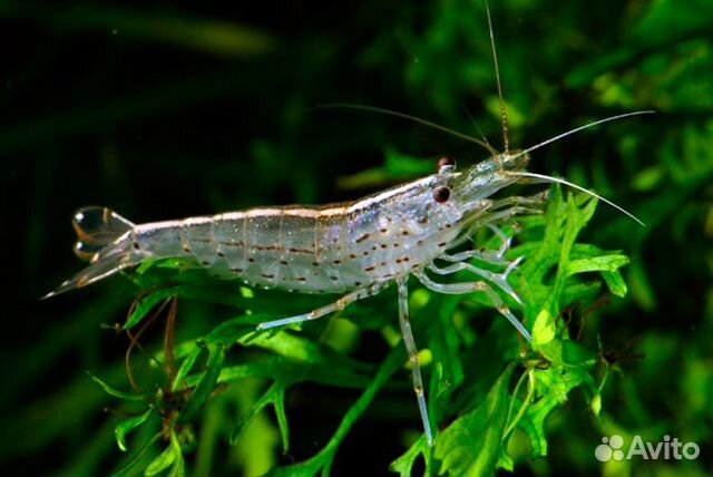 Креветка Амано Caridina japonica с доставкой