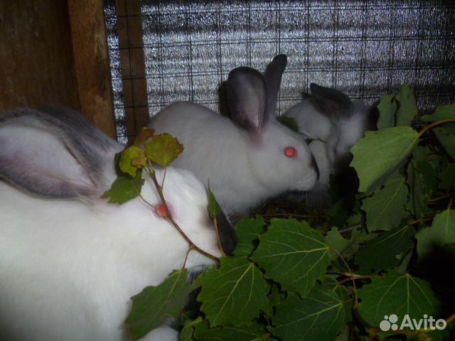 Калифорнийские Кролики Купить В Нижегородской Области Починки
