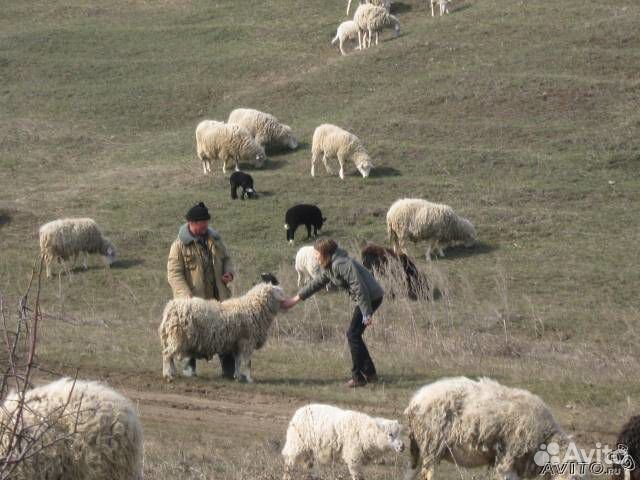 Овцы с ягнятами и бараны на племя и на мясо купить на Зозу.ру - фотография № 1