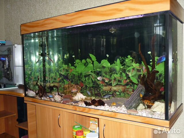 Продам аквариум с тумбой с оборудованием 350 литр купить на Зозу.ру - фотография № 1