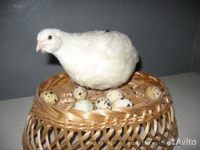 Инкубационные яйца перепелов породы: купить на Зозу.ру - фотография № 3