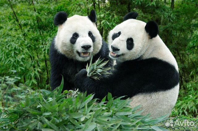 Шапка панда из Сингапурского зоопарка