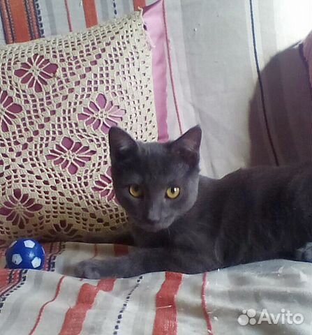 Кошка Буся Кошка Буся