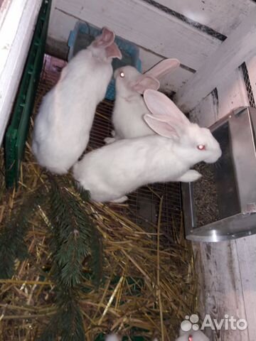 Кролики на разведение купить на Зозу.ру - фотография № 7