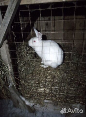 Кролики белый панон купить на Зозу.ру - фотография № 3