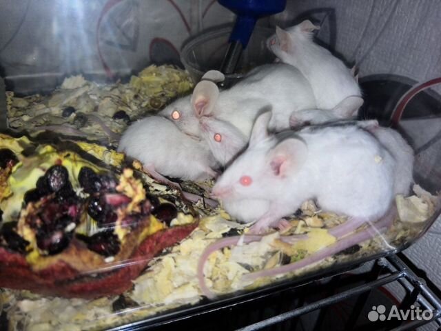 Белые мыши купить на Зозу.ру - фотография № 2