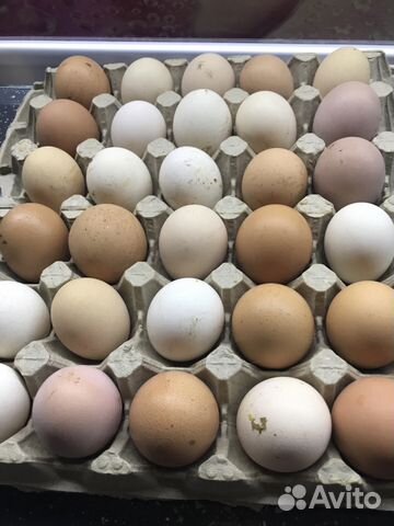 Яйцо куриное, инкубационное купить на Зозу.ру - фотография № 1
