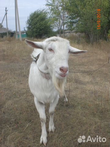 Продаются козлята Зааненской породы с родословной купить на Зозу.ру - фотография № 2