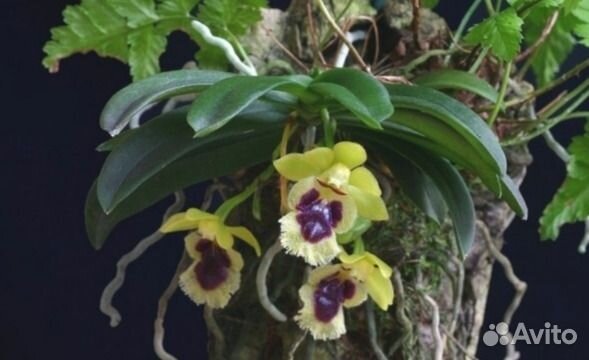 Миниатюрная орхидея haraella retrocalla