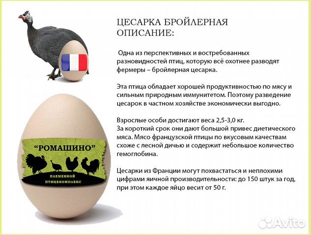 Инкубационное Яйцо Бройлеров (Кобб500 и др.) купить на Зозу.ру - фотография № 6