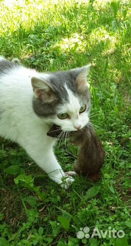 Котята от кошки крысыловки купить на Зозу.ру - фотография № 1