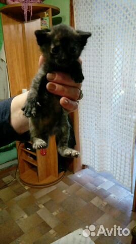 Котята возраст месяц купить на Зозу.ру - фотография № 3