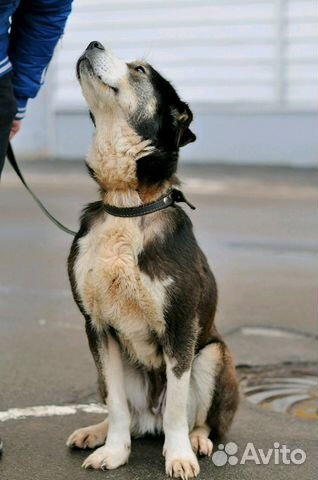 Кашири. Молодая крупная собака. Друг детей купить на Зозу.ру - фотография № 2