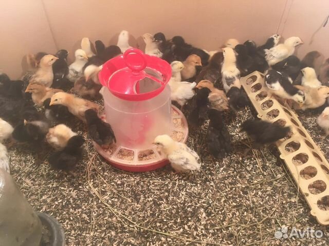 Суточные и подрощенные цыплята кур несушек купить на Зозу.ру - фотография № 2