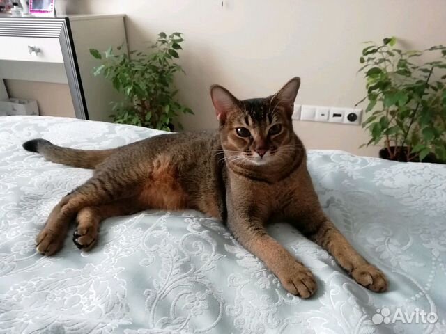 Кошка ищет котика