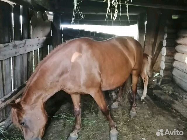 Лошадь и жеребёнок купить на Зозу.ру - фотография № 4