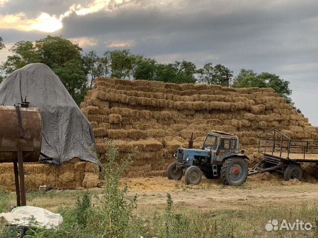 Салома пшеничная в тюках