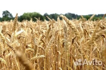 Пшеница яровая купить на Зозу.ру - фотография № 1