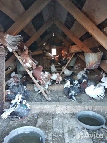 Декоративные голуби (павлины) купить на Зозу.ру - фотография № 2