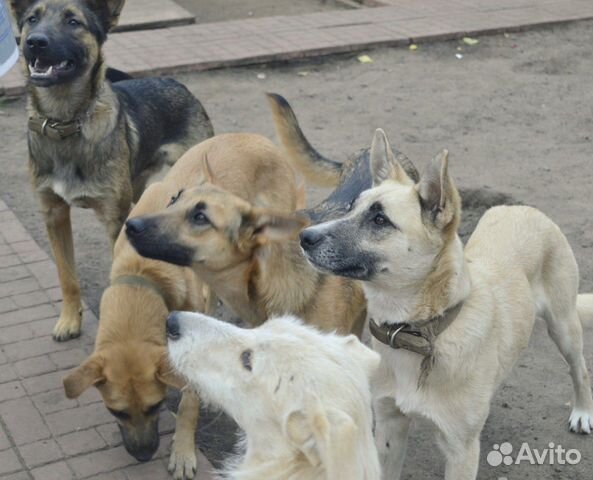 Подростки около 6 месяцев в взрслые собачки ищут д купить на Зозу.ру - фотография № 1