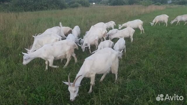 Авито козы нижегородская область. Козы Рязанская область. Козы Рязанская обл. Рязанская область хозяйства занимающиеся козами. Koza, Рязань.