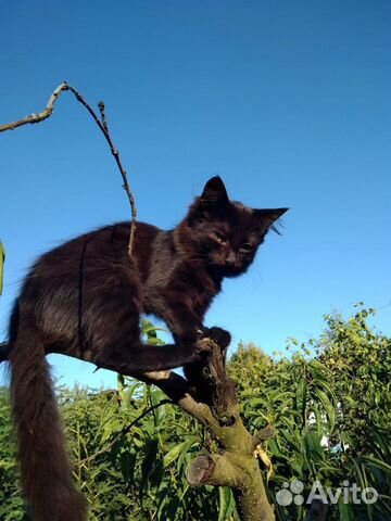 Кошечки Кошечки