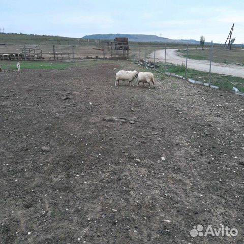 Ферма для откорма баранов купить на Зозу.ру - фотография № 1