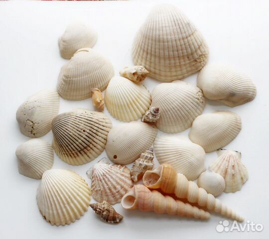 Морские ракушки для декора