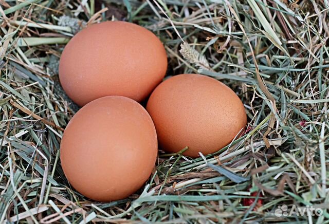 Инкубационные яйца (перепелиные и куриные) купить на Зозу.ру - фотография № 3