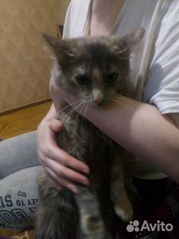 Отдам сибирского котёнка купить на Зозу.ру - фотография № 2