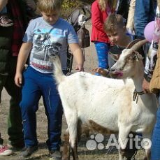 Продаю молочных коз и козлят купить на Зозу.ру - фотография № 1