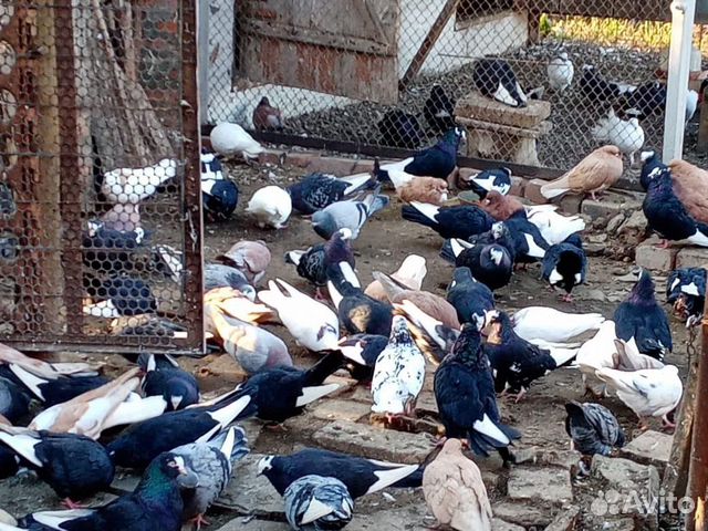 Курские и николаевские голуби купить на Зозу.ру - фотография № 1