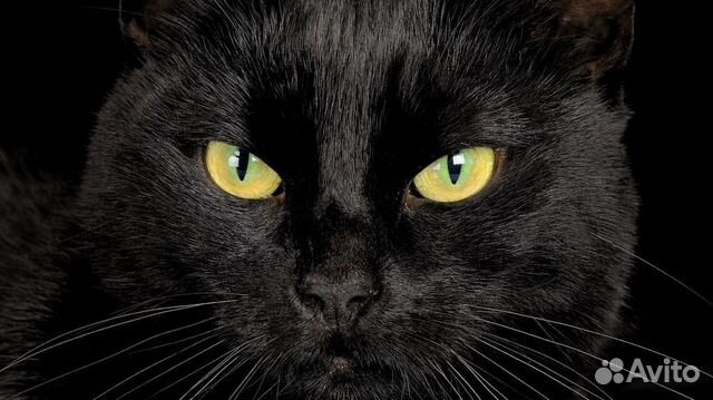 Отдам кошку черную купить на Зозу.ру - фотография № 2