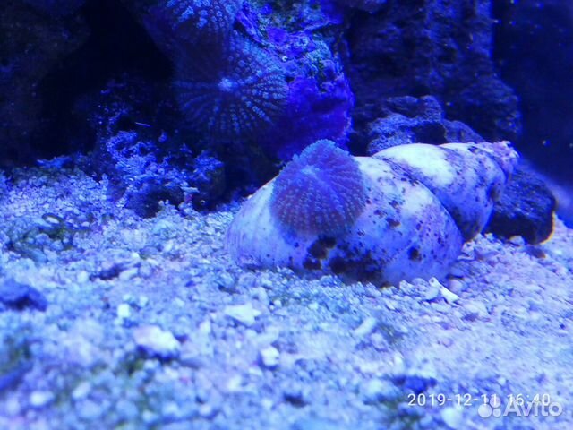Аквариумные кораллы купить на Зозу.ру - фотография № 2