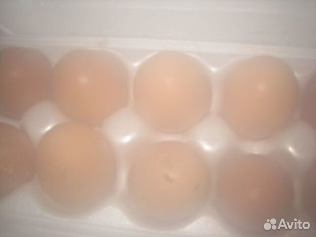 Яйца куриные домашние продаю купить на Зозу.ру - фотография № 7