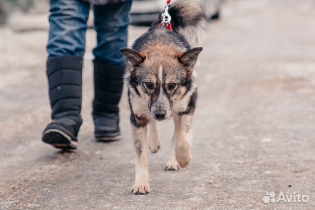 Hund