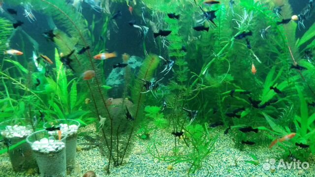 Аквариумные рыбки,аквариумные растения купить на Зозу.ру - фотография № 8