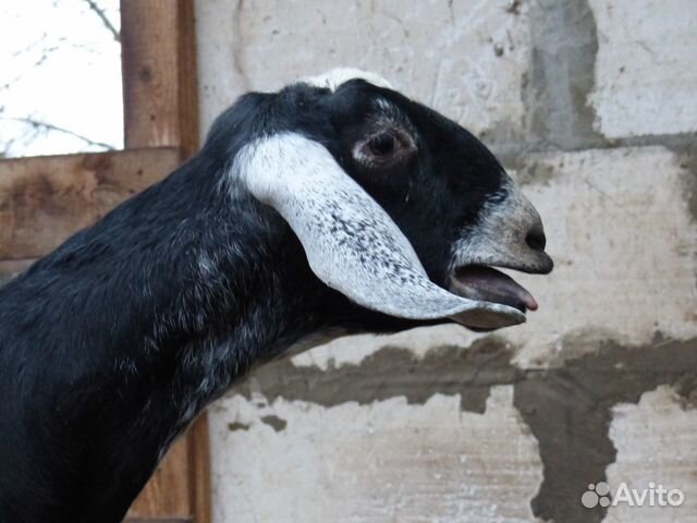 Камори, Англо Нубийские100 козлята козочки козы купить на Зозу.ру - фотография № 6