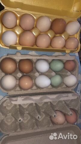Инкубационное яйцо купить на Зозу.ру - фотография № 3