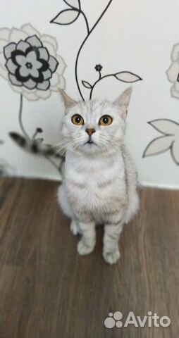 Шотландский котенок купить на Зозу.ру - фотография № 4