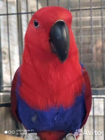 Продается благородный попугай (эклектус ) купить на Зозу.ру - фотография № 1