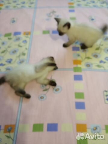 Котята от тайских родителей купить на Зозу.ру - фотография № 7