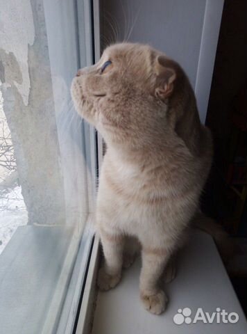 Кот ищет кошку вязка купить на Зозу.ру - фотография № 9