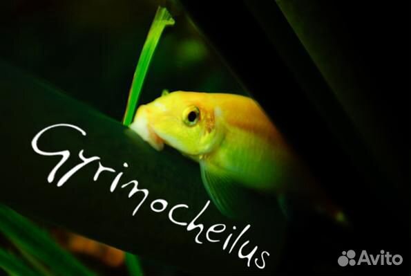 Рыбки цветные Данио и водорослиеды полезные рыбки купить на Зозу.ру - фотография № 5