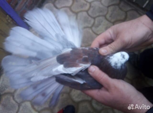 Николаевские торцовые голуби купить на Зозу.ру - фотография № 6